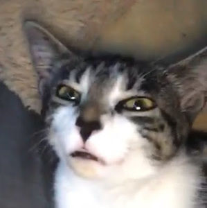 Meet your Posher, Hope